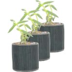 Evene Mini Çiçek Saksı Küçük Sukulent Kaktüs Saksısı 3'lü Set Düz Ince Çizgili Model - Siyah