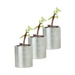 Evene Mini Çiçek Saksı Küçük Sukulent Kaktüs Saksısı 3'lü Set Düz Yuvarlak Model - Gümüş