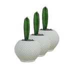 Evene Mini Çiçek Saksı Küçük Sukulent Kaktüs Saksısı 3'lü Set Ince Çizgili Spiral Model - Beyaz