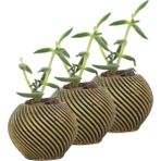 Evene Mini Çiçek Saksı Küçük Sukulent Kaktüs Saksısı 3'lü Set Ince Çizgili Spiral Model - Gold