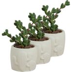 Evene Mini Çiçek Saksı Küçük Sukulent Kaktüs Saksısı 3'lü Set Kaktüs Desenli Model - Beyaz