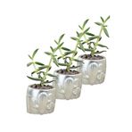 Evene Mini Çiçek Saksı Küçük Sukulent Kaktüs Saksısı 3'lü Set Kaktüs Desenli Model - Gümüş