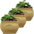 Evene Mini Çiçek Saksı Küçük Sukulent Kaktüs Saksısı 3'lü Set Mini Çizgili Çiçekli - Altın