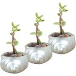 Evene Mini Çiçek Saksı Küçük Sukulent Kaktüs Saksısı 3'lü Set Mini Deniz Salyangozu - Gümüş