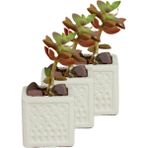 Evene Mini Çiçek Saksı Küçük Sukulent Kaktüs Saksısı 3'lü Set Mini Kare Model - Beyaz