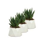 Evene Mini Çiçek Saksı Küçük Sukulent Kaktüs Saksısı 3'lü Set Mini Poly 1 Model - Beyaz