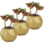 Evene Mini Çiçek Saksı Küçük Sukulent Kaktüs Saksısı 3'lü Set Mini Poly Silindir Model - Altın