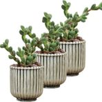 Evene Mini Çiçek Saksı Küçük Sukulent Kaktüs Saksısı 3'lü Set Vintage Düz Çizgili Model - Gri