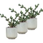 Evene Mini Çiçek Saksı Küçük Sukulent Kaktüs Saksısı 3'lü Set Vintage Düz Çizgili Model - Gümüş