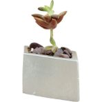 Evene Mini Çiçek Saksı Küçük Sukulent Kaktüs Saksısı Dörtgen Yatay Model - Gümüş