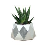 Evene Mini Çiçek Saksı Küçük Sukulent Kaktüs Saksısı Mini Poly 1 Model - Gümüş