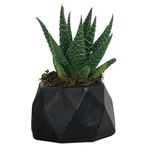 Evene Mini Çiçek Saksı Küçük Sukulent Kaktüs Saksısı Mini Poly 1 Model - Siyah