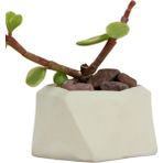Evene Mini Çiçek Saksı Küçük Sukulent Kaktüs Saksısı Mini Poly 2 Model - Beyaz
