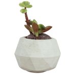 Evene Mini Çiçek Saksı Küçük Sukulent Kaktüs Saksısı Mini Poly Silindir Model - Beyaz