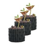 Evene Mini Çiçek Saksı Küçük Sukulent Siyah Kaktüs Saksısı 3'lü Set Baklava Çizgili Model