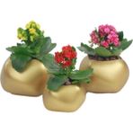 Evene Saksı Çiçek Kaktüs Saksısı Lüx 14 cm Elips Desenli 3'lü Set Çiçeklik - Altın