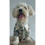 Eveo Hawaii Gömlek Lüks Yazlık Yakışıklı Tatil Gömleği Köpek Kıyafeti (Beden Tablosu Mevcuttur.) - Açık Yeşil - S - M