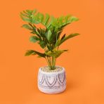 Evidea | Objevi Beyaz Saksıda Deve Tabanı - Renkli - 13x38 cm