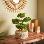 Evidea | Objevi Dekoratif Saksılı Bonsai Meri Yapay Çiçek - Beyaz / Yeşil - 20x20x36 cm