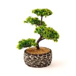 Evidea | Objevi Dekoratif Saksılı Bonsai Meri Yapay Çiçek - Siyah / Yeşil - 20x20x36 cm