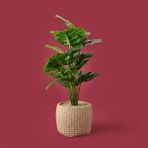 Evidea | Objevi Hasır Saksıda Deve Tabanı - Renkli - 90x26 cm