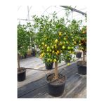EVİM BAHÇEM Limequat Lime Limon Fidanı Kamkat Limon Fidanı 3 Yaş Nadir Çeşit Kamkat Fida