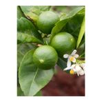 EVİM BAHÇEM Misket Lime Limon Fidanı Mini Limon Fidanı Misket Lime Fidanı (TÜPLÜ)