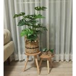 Evnalia 2'li Ahşap Ayaklı Çiçeklik Saksılık Standı Dekoratif Yan Sehpa Seti 24 cm Çap Atlantik Çam