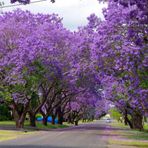Evve Bahce 5 Adet Jacaranda (Jakaranda) Ağacı Tohumu