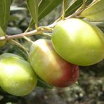 Evve Bahçe Tüplü Domat Zeytin Fidanı