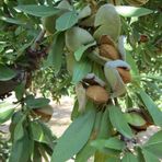 Evve Bahçe Tüplü Klasik Anaçlı Fransız Ferraduel Badem Fidanı