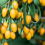 Evve Bahçe Tüplü Nadir Amber Sweet Altuni Sarı Goji Berry Fidanı