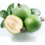 Evve Bahçe Tüplü Nadir Bulunan Feijoa (Kaymak) Ağacı Fidanı