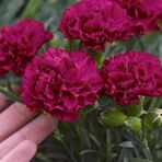 EvveBahçe Chabaud Crimson Kırmızı Karanfil Çiçeği Tohumu(70 adet)