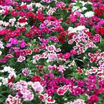 EvveBahçe Dianthus Heddewigii Baby Doll Karanfil Çiçeği Tohumu(100 adet)
