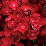 EvveBahçe Dianthus Heddewigii Bravo Karanfil Çiçeği Tohumu (100 adet)