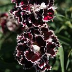 EvveBahçe Dianthus Heddewigii Gaiety Katmerli İri Karanfil Çiçeği Tohumu(100 adet)