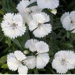 EvveBahçe Dianthus Superbus Beyaz Bol Kokulu Karanfil Çiçeği Tohumu(100 adet)