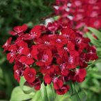 EvveBahçe Dianthus Superbus Kırmızı Bol Kokulu Karanfil Çiçeği Tohumu(100 adet)