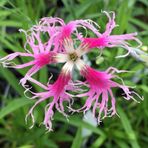 EvveBahçe Dianthus Superbus Rose Bol Kokulu Karanfil Çiçeği Tohumu(100 adet)