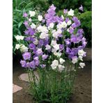 EvveBahçe Katmerli Campanula Karışık Çan Çiçeği Tohumu (100 tohum)