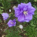 EvveBahçe Light Blue Campanula Çan Çiçeği Tohumu (100 tohum)