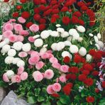 EvveBahçe Mix Katmerli Bellis Perennis Ponpon İngiliz Çayır Papatyası Çiçeği Tohumu(100 tohum)