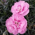 EvveBahçe Soft Pembe La France Karanfil Çiçeği Tohumu(25 tohum)