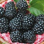 EvveBahçe Tüplü Aromalı Bol Verimli Arapaho Böğürtlen Fidanı