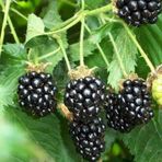 EvveBahçe Tüplü Aromalı Dikensiz Bursa-1 Böğürtlen Fidanı
