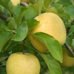 EvveBahçe Tüplü Aşılı Aromalı Leziz Bol Sulu Tam Bodur Golden Elma Fidanı