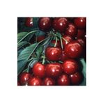 EvveBahçe Tüplü Aşılı Aromatik Verimli Tam Bodur Sweet Heart Kiraz Fidanı