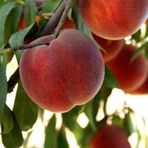 EvveBahçe Tüplü Aşılı İri Koyu Kırmızı Meyveli Geçci Red Elegant Şeftali Fidanı