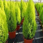 EvveBahçe Tüplü Özel Ürün Limoni Servi Fidanı (10 adet 20-40 cm)